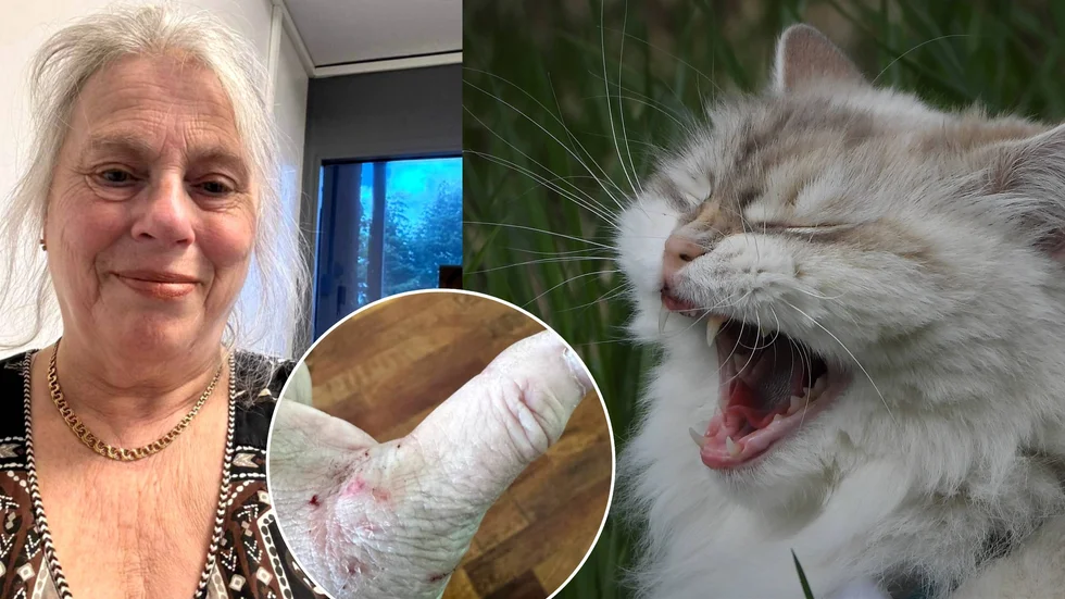 Yvonne Wilensky Levinovitz blev biten av en ilsken katt en lördag i juli. Besöket hos jourmottagningen på Strängnäs vårdcentral hade kunnat sluta med både en allergisk reaktion mot penicillin – och en betalningsanmärkning. Katten på bilden har inget med artikeln att göra.
