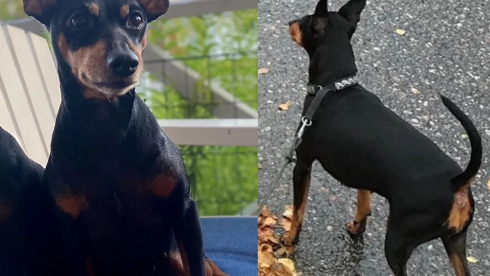 Hunden My har varit försvunnen sedan den 4 oktober.
