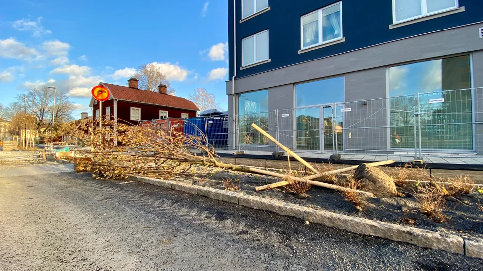 Tre träd av sorten Freemanlönn har gett vika för den hårda vinden längs med Tullgatan i Eskilstuna.
