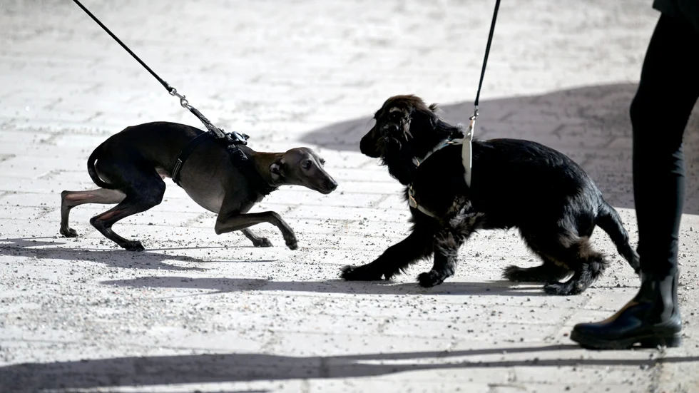 Hundkurser har blivit för dyra, anser skribenten.