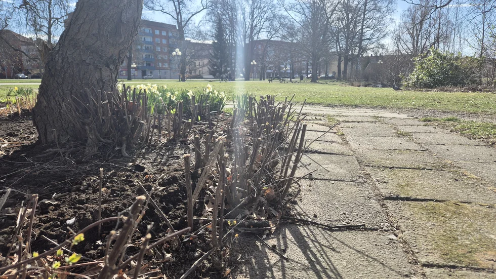 Tuktad växtlighet i Stadsparken i Eskilstuna.