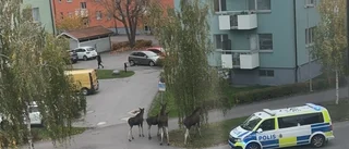 Se älgfamiljens framfart – mitt i Eskilstuna
