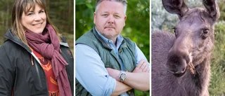 Konsten att komma överens med älgen