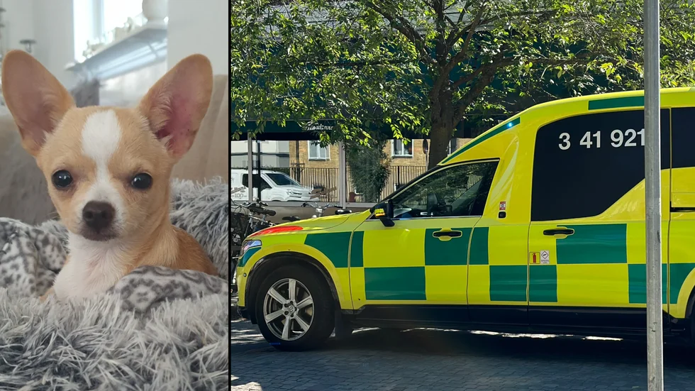 Hunden Rocky blev överkörd och dog på övergångsstället vid Sultans på Norr. Nu har föraren dömts till dagsböter.