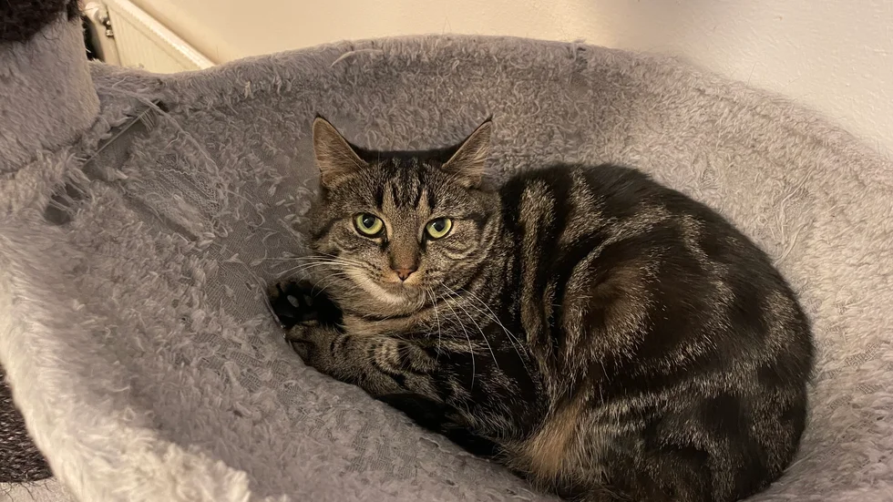Katten Alba hittades tillsammans med sin bror, som nu har fått ett nytt hem. Men Alba behöver fortfarande en ny matte eller husse. 