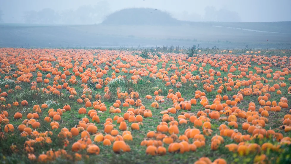 Halloweenpumpor hos pumpaodlaren Leif Nilsson. Arkivbild.