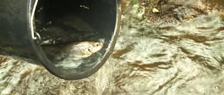 Grön välfärd har skuld att betala