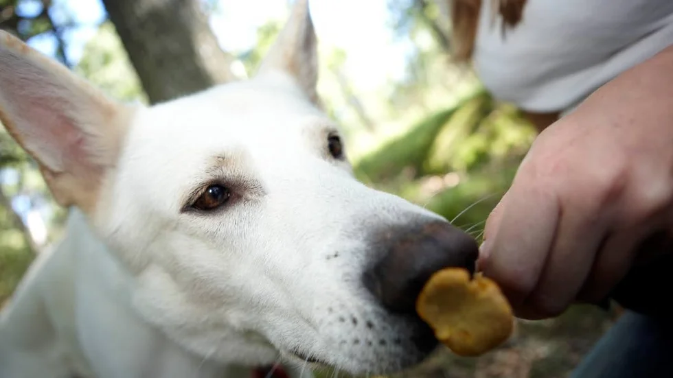Svampsök. Börja med kantareller när du tränar hunden, tipsar experter.