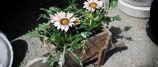 Blommor så långt ögat når