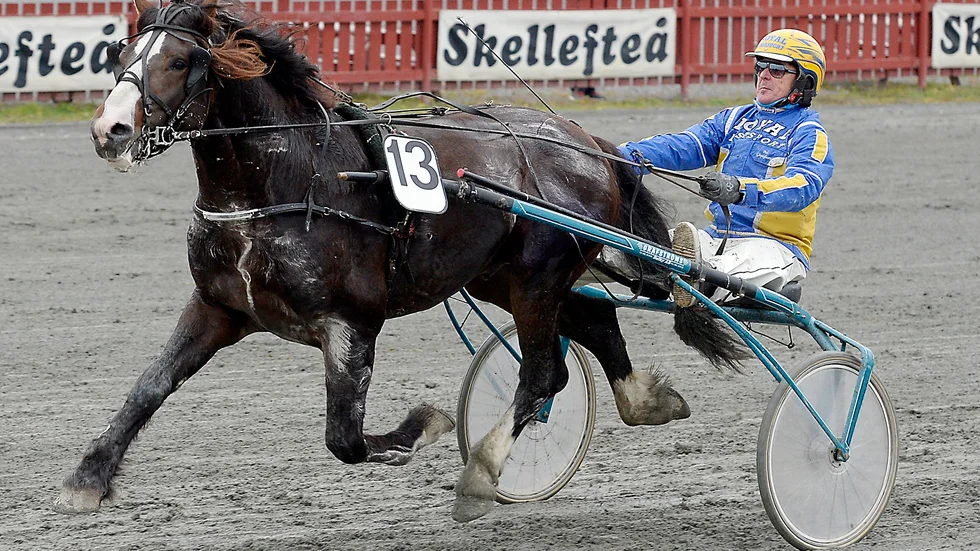 Skafferbest vann som storfavorit i Boden.