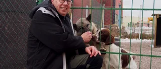 Hundpsykologens tips inför oroshelgen: Oljudsträning • "Aldrig för sent att börja"