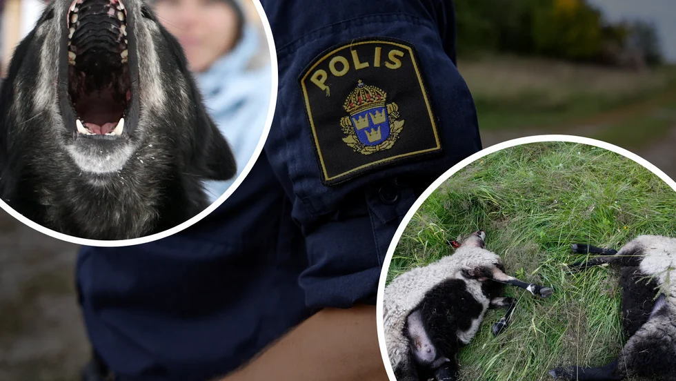 Bilden är ett montage och har ingenting med händelsen att göra. 