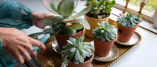 Regeringen vill straffa småhusägare med blomkrukor