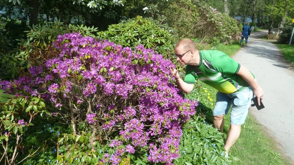 Börjar blomma. Buskarna i rhododendrondalen i Åbackarna, har börjat blomma. Juha Sinisalo var en av många som kollade in buskarna i helgen.