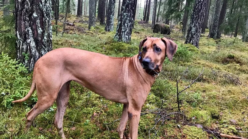Grace såg till att kycklingarna fick chansen att leva vidare.