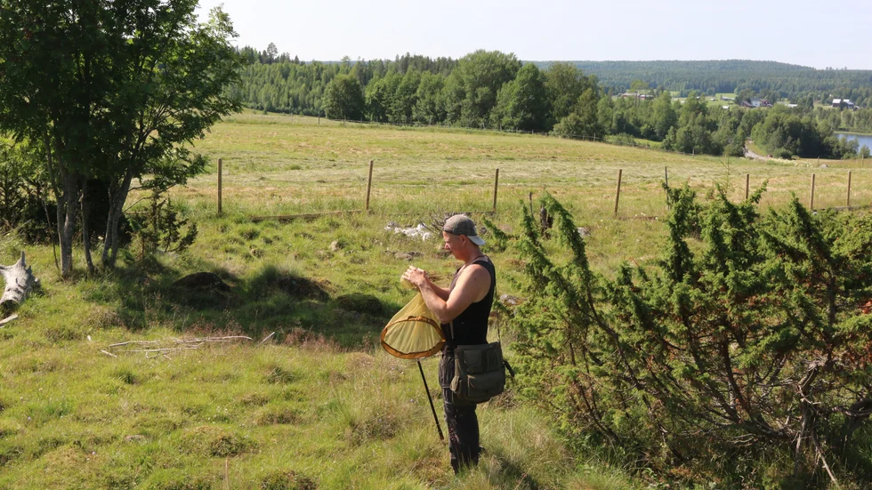 Inventering. Adrian Andersson har hand om norra Sverige när det kommer till inventering av humlor och fjärilar. Ibland inventeras öppna fina områden, andra gånger kan det vara snårig skog. Foto: Anders Lundqvist.
