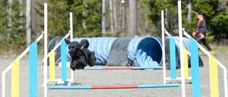 Hundratals hundar gjorde upp i agilitytävling