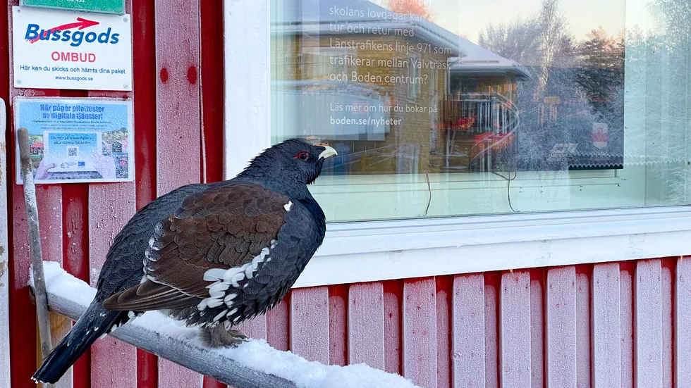 Gunnarsbyns egen sällskapsfågel trivs allra bäst utanför byns lanthandel. 