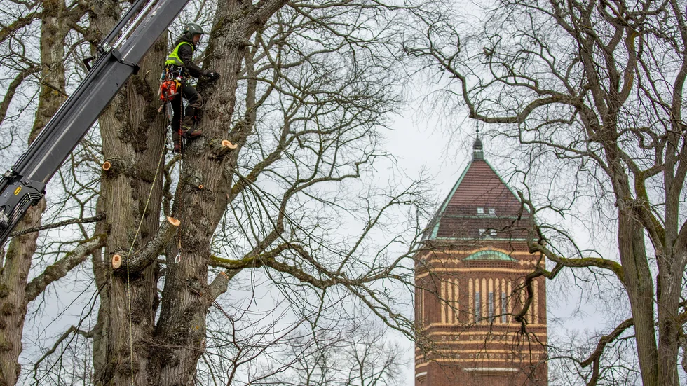 För tillfället pågår avverkning av stora almträd på griftegården i centrala Linköping.