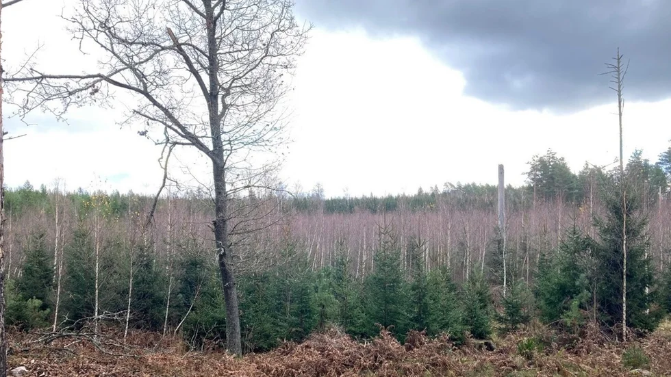 På det här skiftet har en så kallad brunnsröjning gjorts, vilket innebär att mycket av lövet lämnats kvar. När det röjs för sista gången om några år kommer skiftet att bestå av en blandskog med gran, tall och björk.
