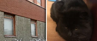 Katt upphittad – polisen vill ha hjälp att hitta ägaren