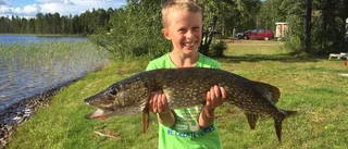 Givande gäddfiske i Malå – ”det bästa sportfisket vi har”