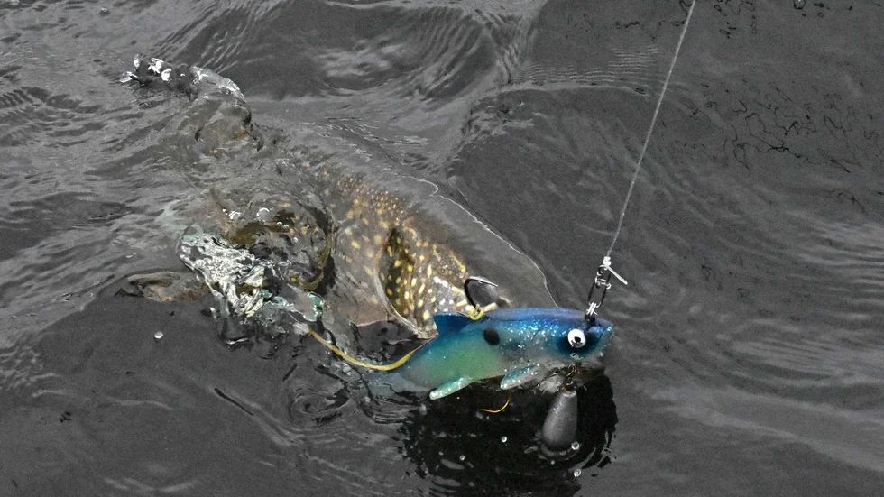 Fångst. En gädda som har fastnat på kroken. Varje fisk släpps fri igen. Foto: Veronica Häggmark.