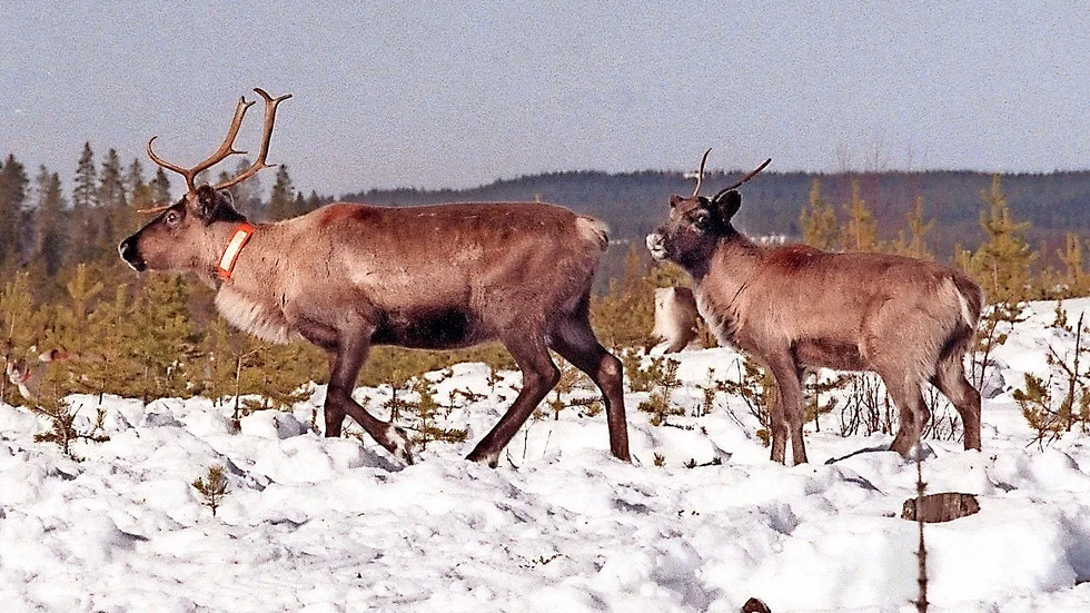 Drabbas av klimatet. Rennäringen drabbas hårt av klimatförändringarna visar ny forskning.