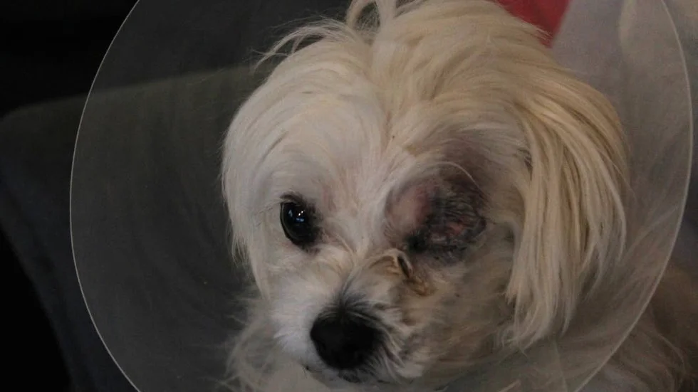 Skadad. Här är hunden som blev allvarligt skadad i ena ögat vid attacken i Vibjörnsparken.
