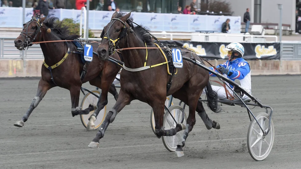 Bear Briar och Kaj Widell vid senaste segern på Solvalla. Foto: ALN.
