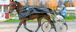 Jätteskrällar på Skelleftetravet: Två vann över 20 miljoner kronor på V75