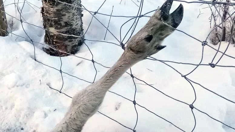 Korju sameby lovar att lägga resurser på att ta bort stängslet. Ordföranden Ove Emanuelsson säger att renskötarna som är aktiva nu inte ens vetat om att det är deras ansvar.
