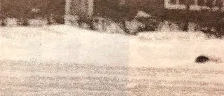 25 år sedan: Säl i sikte i Boviksfjärden