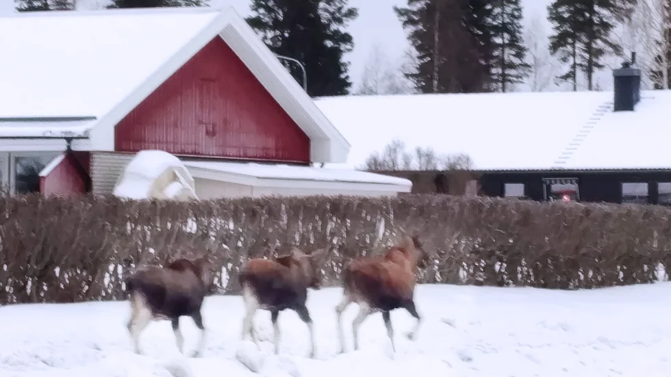 Älgfamiljen sprang förbi på Sportlovsgatan i Skellefteå vid lunchtid på tisdagen. Foto: Andreas Risan