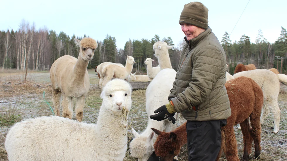 På gården Kvarnfallet, mellan Regna och Hävla, bor Madeleine Khilberg och hennes flock med alpackor.