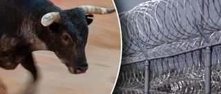 24 västerbottniska tjurar rymde från fängelset