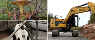 LISTA: Svampodlare, grävföretag och flyttstäd – här är veckans nya företag i Skellefteå