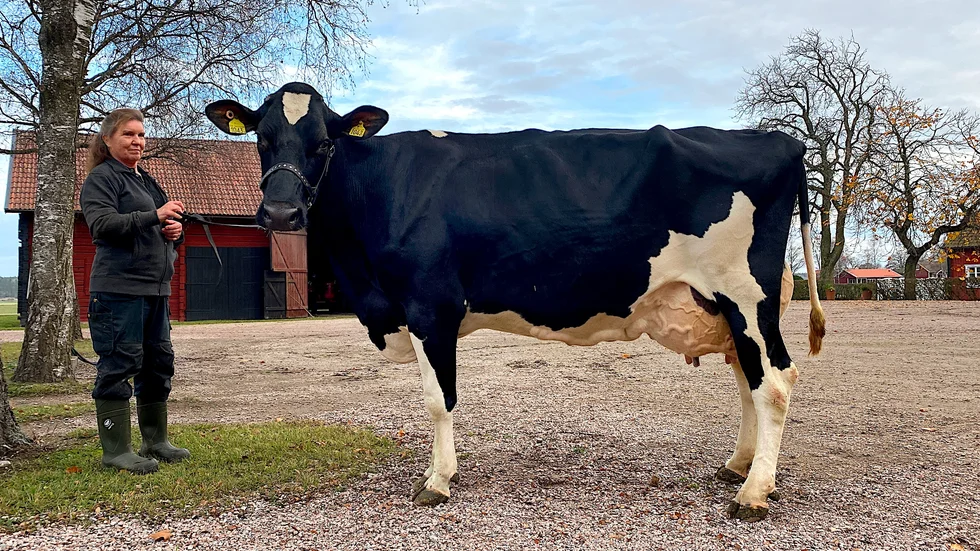 Kossan Lilja på Isby gård är en av Sveriges vackraste Holstein-kor och prisdes vid utställning på Elmia lantbruk.
”Vi såg ju att hon var jäkligt snygg jämfört med de andra korna och vi fick mycket beröm av kolleger, det var roligt”, säger Ma Andersson vid Isby gård.