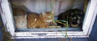 Stort antal katter skapar olägenhet