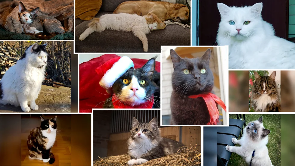 Här är årets kandidater till årets Lussekatt 2022.