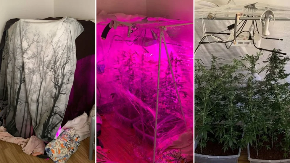 Polisen hittade cannabisväxterna efter att ha plockat bort flera lager.

