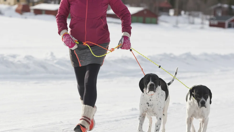 Birgitta Fernström springer flera gånger i veckan. Hundarna får såklart hänga med. Foto: Anna Öhlund