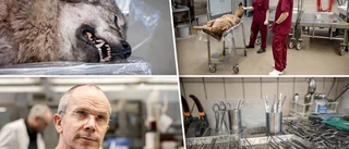Rekordstor varg ihjälskjuten – obduceras i Ultuna