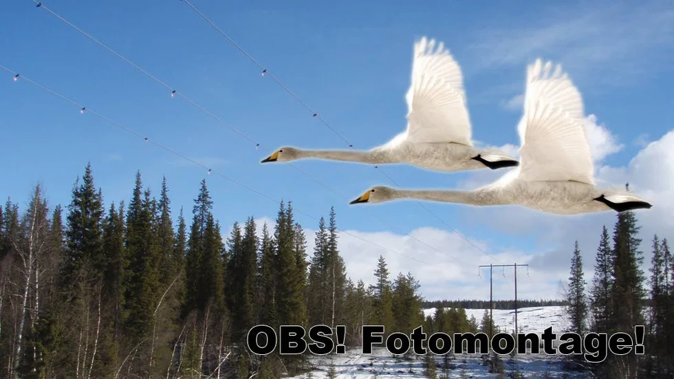 Flyger in. Kraftkledningen över Lina Älv blev en farlig plats för svanar i år. Vattenfalls kommunikatör Roger Lindmark kan inte ge en exakt siffra på hur många svanar som flugit in i kraftledningen. "Men det rör sig om ett fåtal", säger han.