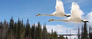 Här dör svanarna