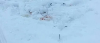 Hittade sin hund skjuten och nedgrävd