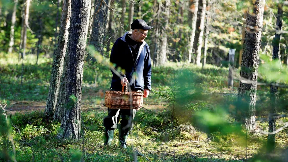 VÄDERBEROENDE. Göran Lidén, svampkonsulent och ordförande i Luleå svampklubb, säger att det kan bli ett bra svampår om värmen håller i sig.  (Arkivbild.)