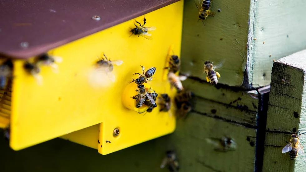 SAMHÄLLSBYGGARE. Bina är bra för alla slags samhällen, sina egna och vårt eftersom bina sköter pollinering av växter och blommor.
