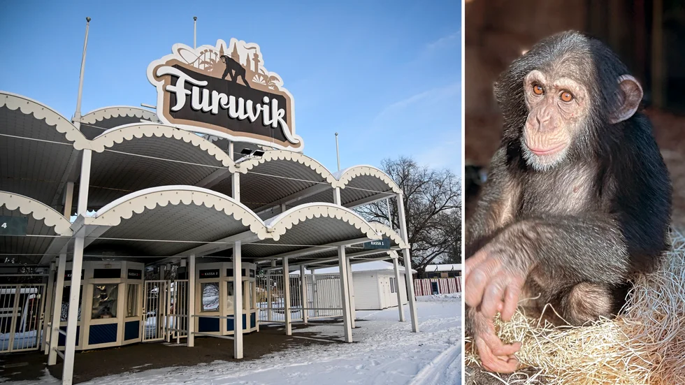 Apan Torsten var en de schimpanser som sköts i Furuviksparken efter att ha rymt. Samtliga apor som sköts dog omedelbart, visar obduktionsrapporten.