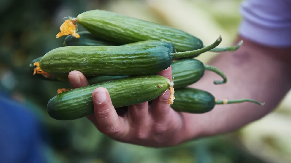 Myten om de böjda gurkorna är nog en av de äldsta osanningarna om vad EU vill och inte vill göra. Det finns inte något sådant förbud, det enda som finns är en klassificering av olika typer av gurkor för att underlätta transport.